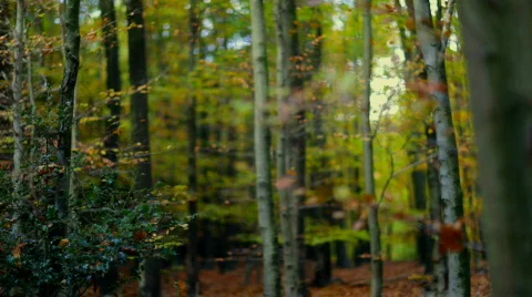 Trees in forest Video stock 540870