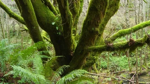 Trees in the forest Video stock 7729402