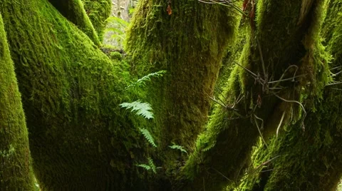 Trees in the forest Video stock 7729437