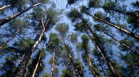 Trees forest Stock Footage 11806888