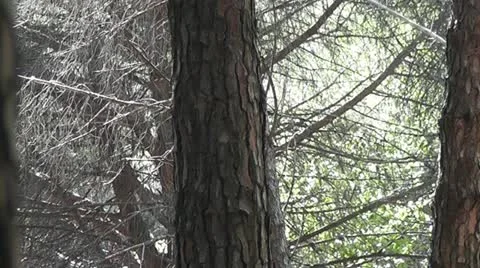 Trees in Forest Stock Footage 12096263