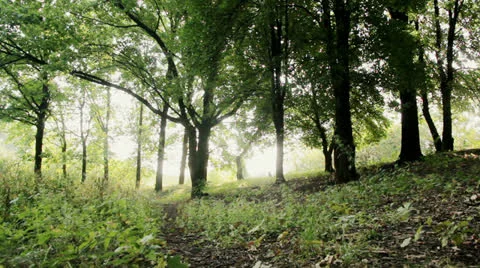Trees in a forest Stock Footage 26387382