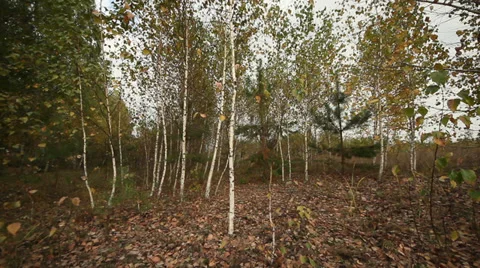 Trees in the forest Stock Footage 31661416