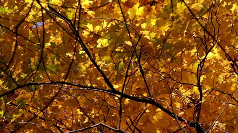 Trees-Forest Stock Footage 32348594