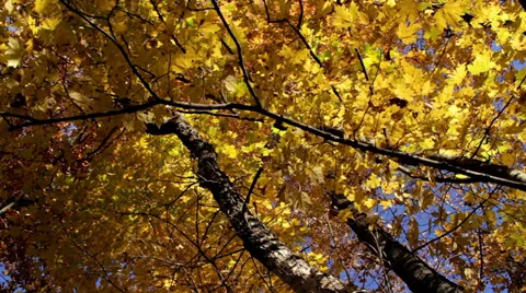 Trees-Forest Stock Footage 32348651