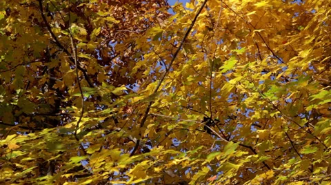 Trees-Forest Stock Footage 32348728