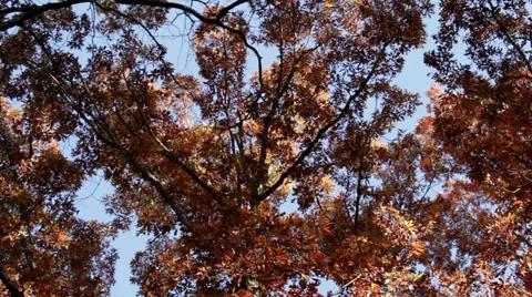 Trees-Forest Stock Footage 32348862