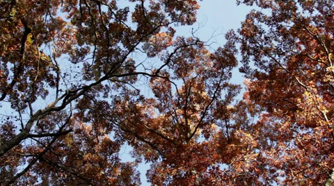 Trees-Forest Stock Footage 32348899