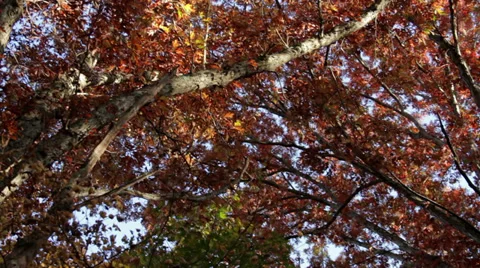 Trees-Forest Stock Footage 32348975