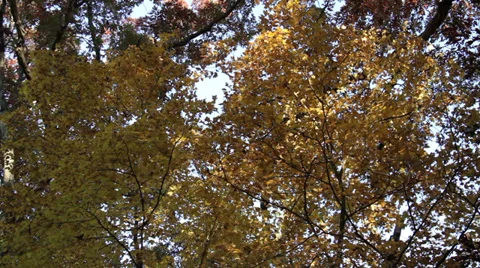 Trees-Forest Stock Footage 32348976