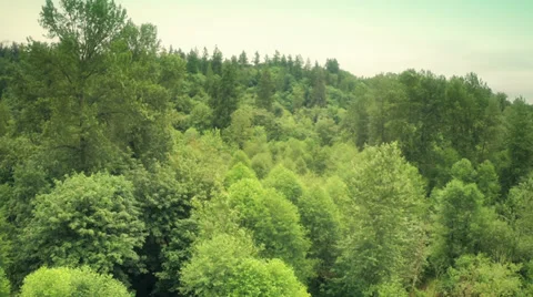Trees in a forest Stock Footage 39815121