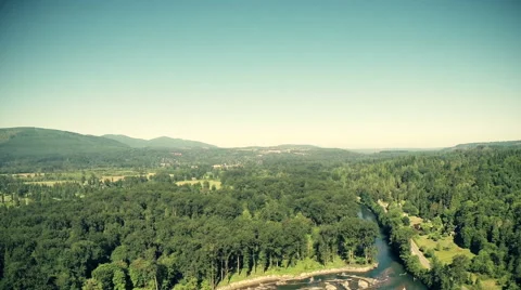 Trees in a forest Stock Footage 40068744