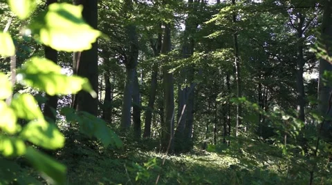 Trees in the forest Stock Footage 43804320