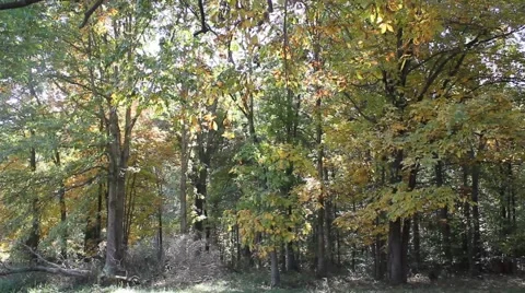 Trees in a forest Stock Footage 44447015