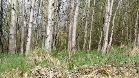 Trees in the forest Stock Footage 49722524