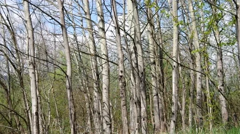 Trees in the forest Stock Footage 50425846