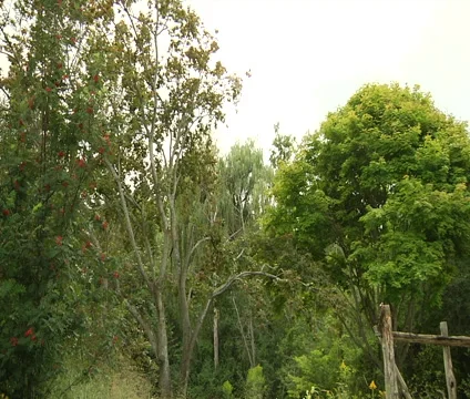 Trees in the forest Stock Footage 55302148