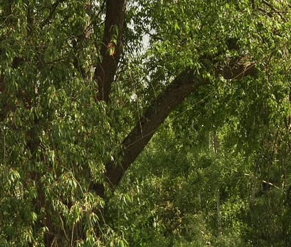 Trees in the forest. Stock Footage 55302387