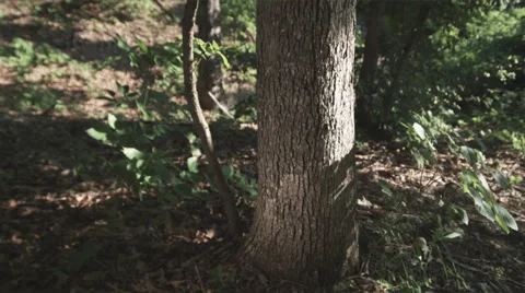 Trees in the Forest Stock Footage 63012833