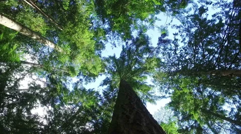Trees in a forest Stock Footage 64643206