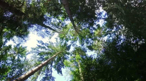 Trees in a forest Stock Footage 64644118