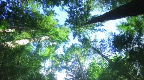 Trees in a forest Stock Footage 64644191