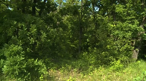 Trees in the forest. Stock Footage 68979784