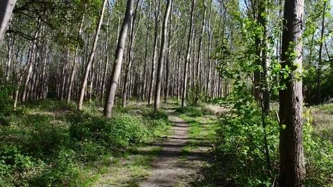 Trees of a forest Stock Footage 74211148