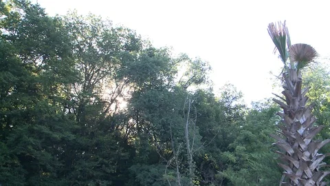 Trees in the forest Stock Footage 86874826