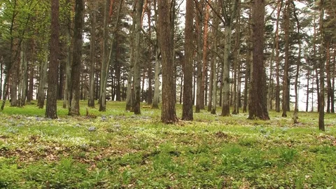 Trees in the forest Stock Footage 88372121