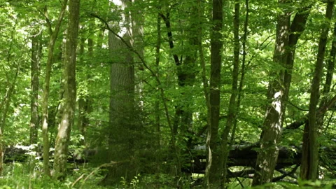 Trees in the forest 库存影片 90375200