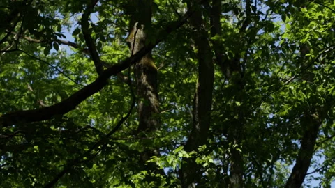 Trees in the forest 库存影片 91736841