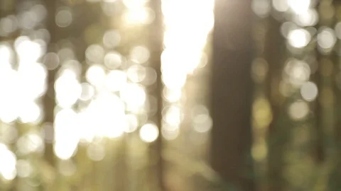 Trees in a forest Stock Footage 93783089