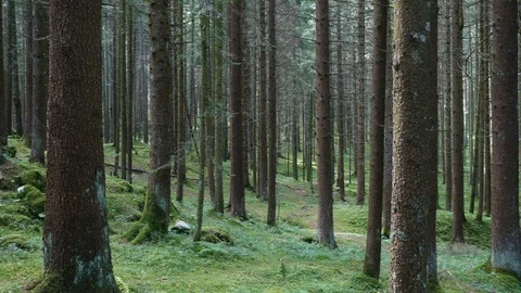 Trees in the forest 스톡 동영상 97388056