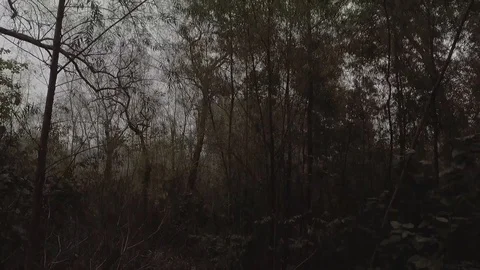 Trees on Forest Stock Footage 99883547