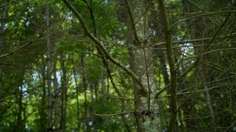 TREES IN THE FOREST 스톡 동영상 105415160