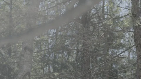 Trees in the forest Stock Footage 114179502