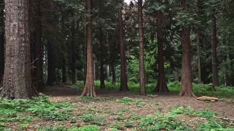 Trees in a forest Stock Footage 120774407