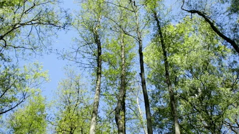 Trees in the forest Video stock 131402234