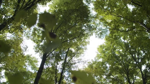 Trees in a forest Stock Footage 137806559