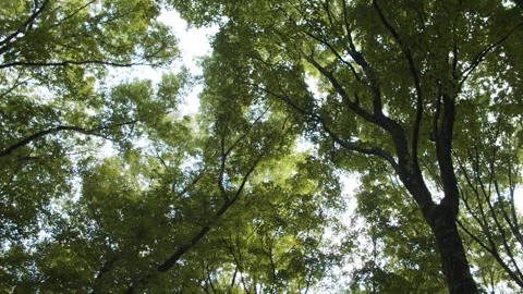 Trees in the forest Stock Footage 137806822