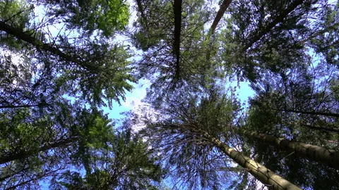 Trees in the forest Stock Footage 138467058