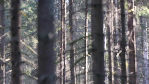 Trees in forest Stock Footage 143544602