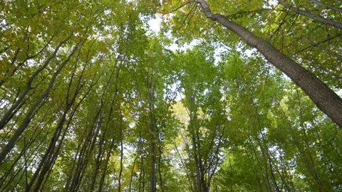 Trees in the forest Video stock 156083910