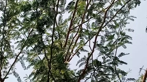 Trees In forest  Stock Footage 169834584