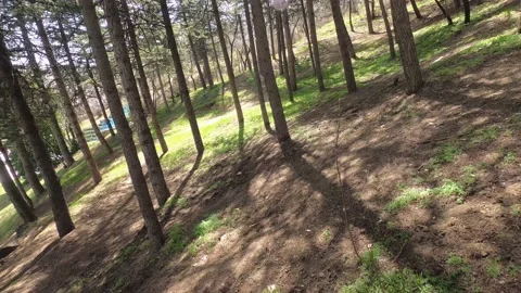 Trees in the forest Video stock 176832427