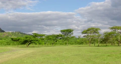 Trees in a forest Stock Footage 191283691