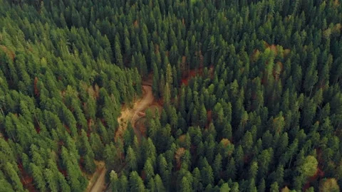Trees in the forest Vídeos de archivo 193985520