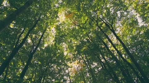 Trees in the forest Stock Footage 205564917