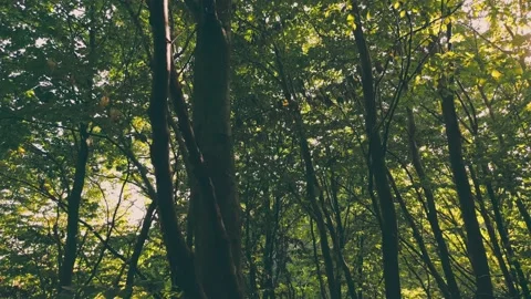 Trees in the forest Stock Footage 207741071